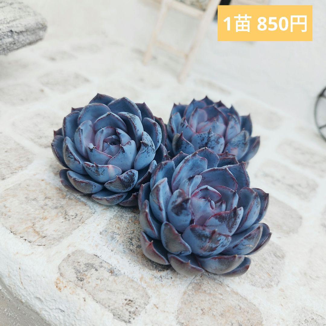 よっしー様 リクエスト 10点 まとめ商品