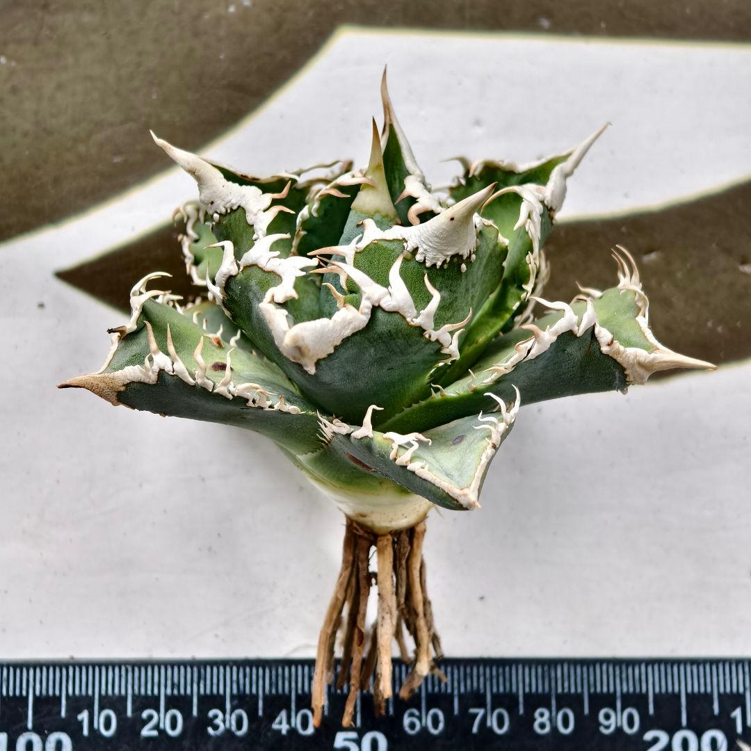 654【上澳園芸】 アガベ チタノタ shangao-008 白豪棘 良質子株