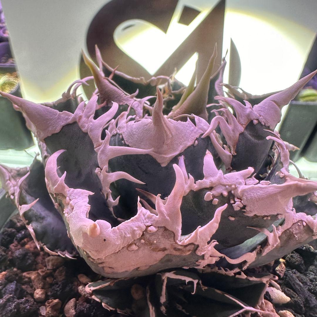 654【上澳園芸】 アガベ チタノタ shangao-008 白豪棘 良質子株