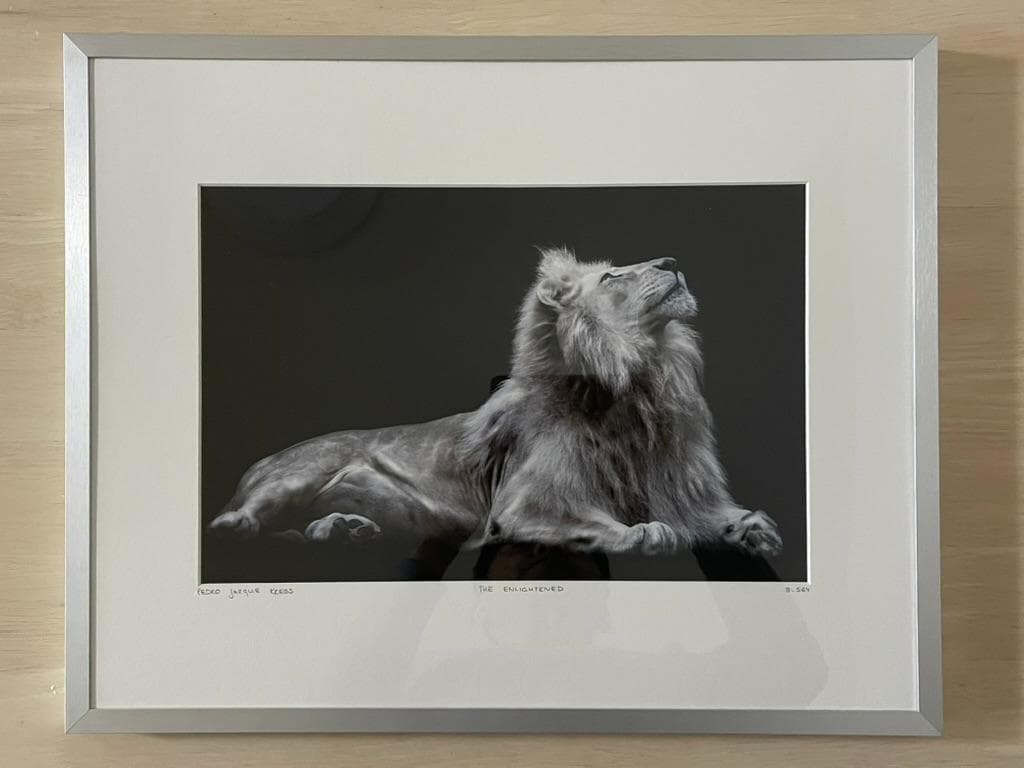 【限定】イエローコーナー アート写真 ライオン ペドロ・ハルケ・クレブス 額装