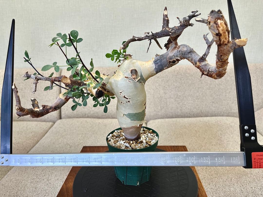 コミフォラ ピュアカタフ ソマリア産 コレクション 枝捻れ