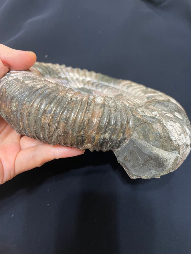 アンモナイト　化石