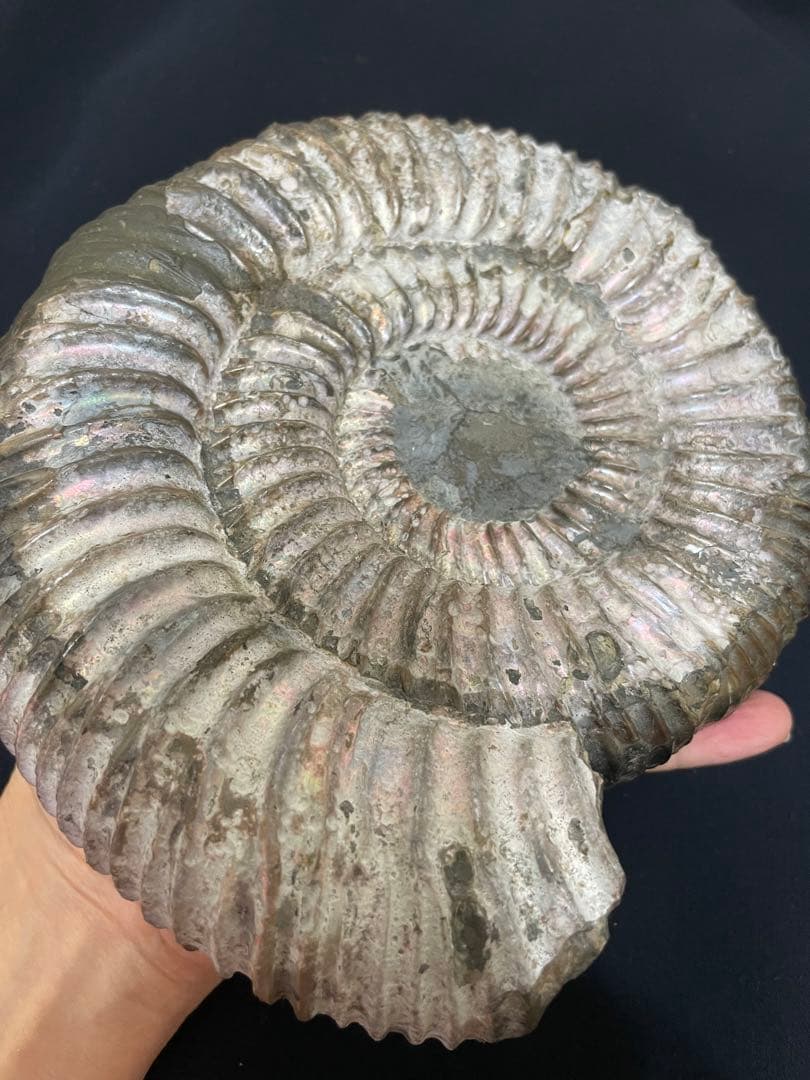 アンモナイト　化石