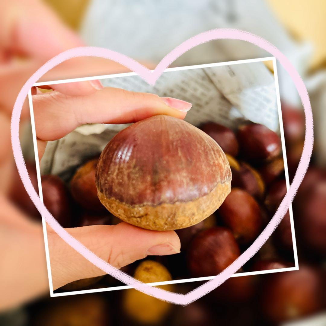 特大粒　4L生栗　無農薬　約5kg