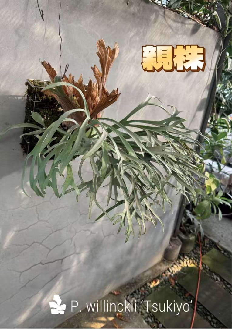 けー　ビカクシダP.Willinckii Omega,P.Tsukiyo