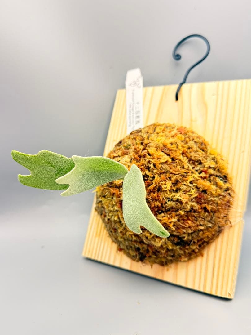 けー　ビカクシダP.Willinckii Omega,P.Tsukiyo