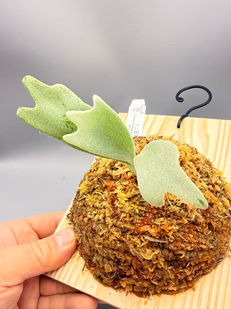 けー　ビカクシダP.Willinckii Omega,P.Tsukiyo