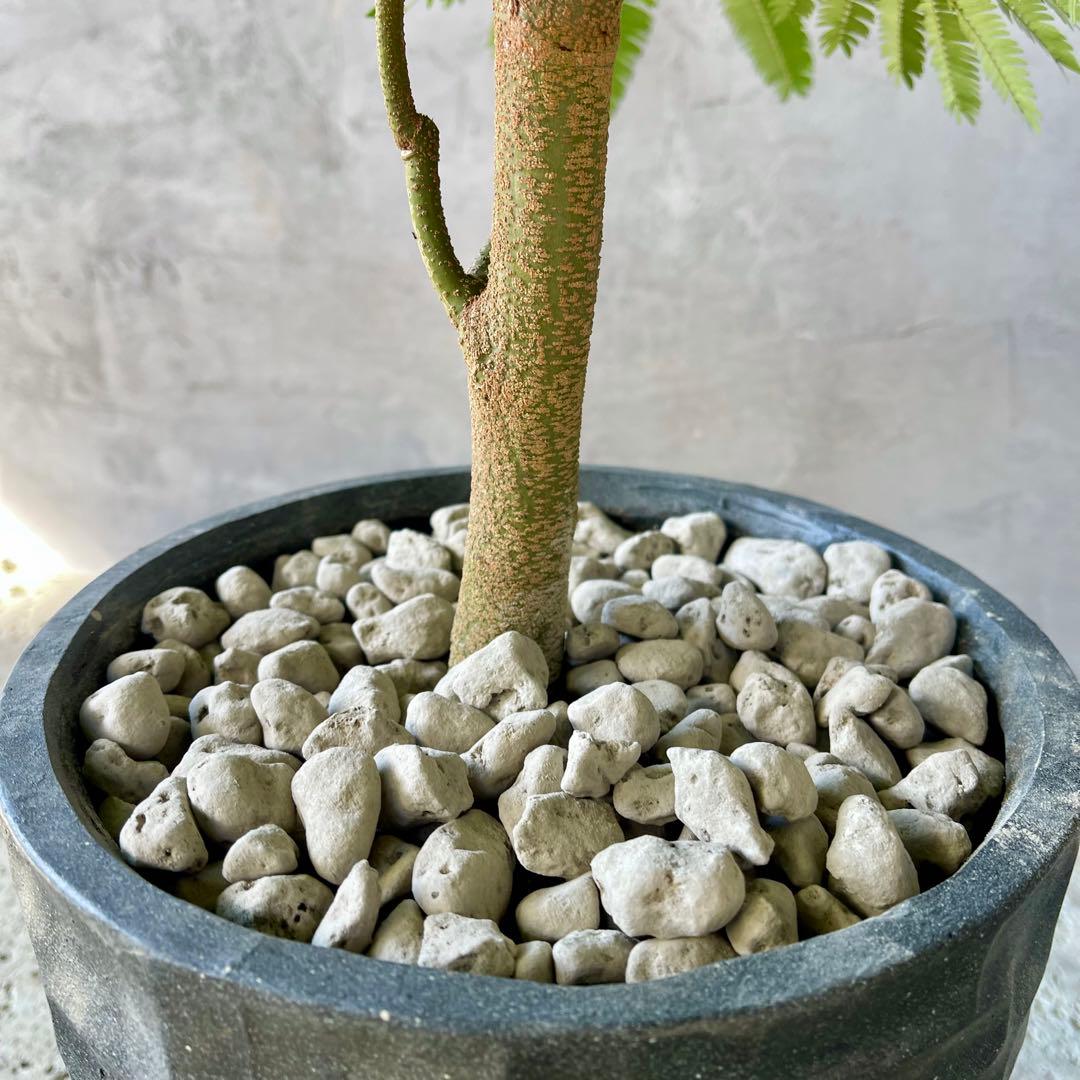 美形　大型　幹極太　エバーフレッシュ　朴仕立て　陶器鉢　植え込み発送