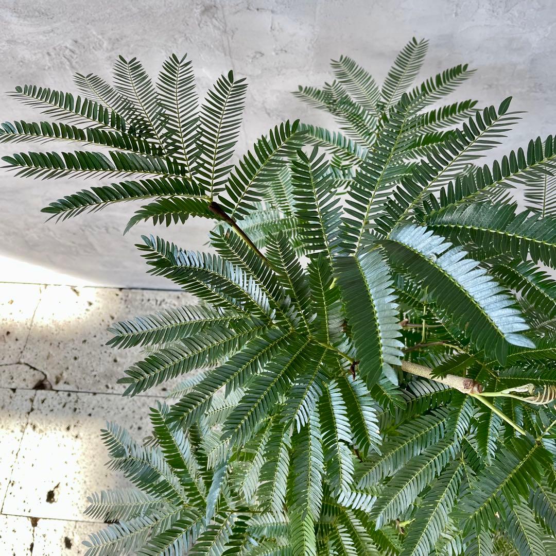 美形　大型　幹極太　エバーフレッシュ　朴仕立て　陶器鉢　植え込み発送