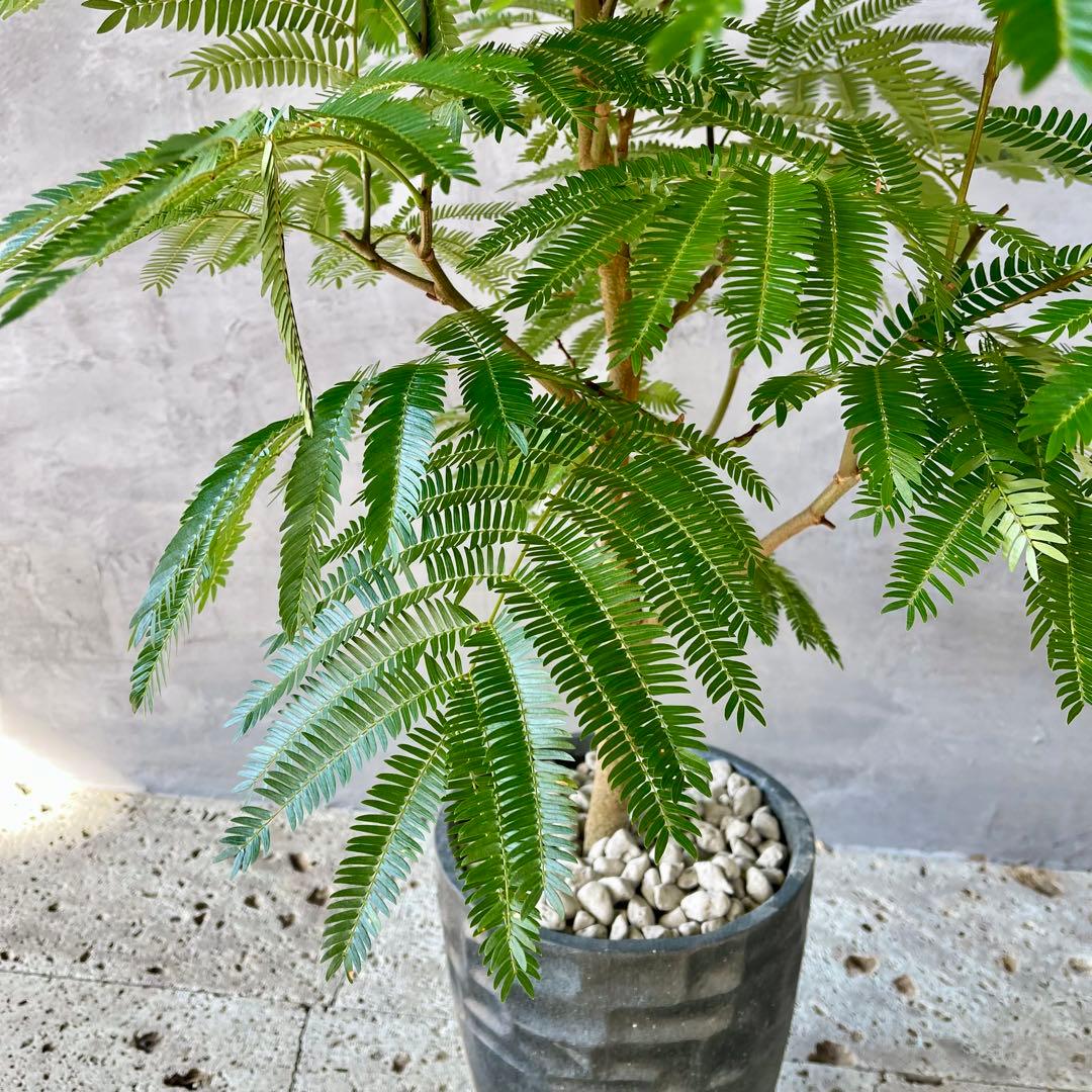 美形　大型　幹極太　エバーフレッシュ　朴仕立て　陶器鉢　植え込み発送