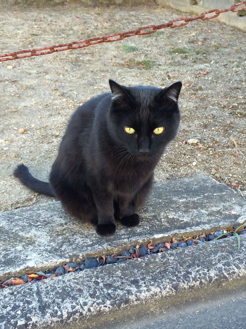 コスプレ衣装 pp