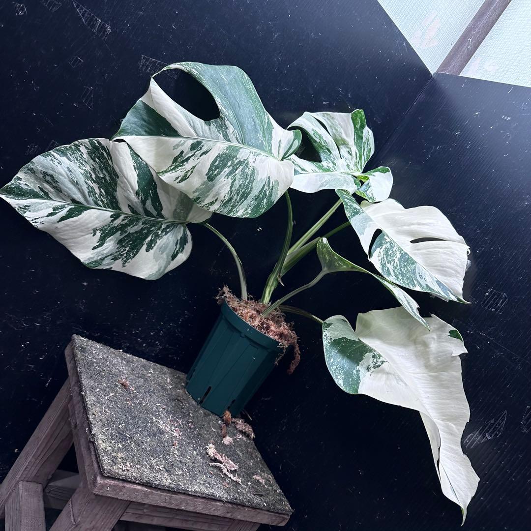 蒼*読様 斑入りモンステラ ホワイトタイガー極美大株48cm白斑多