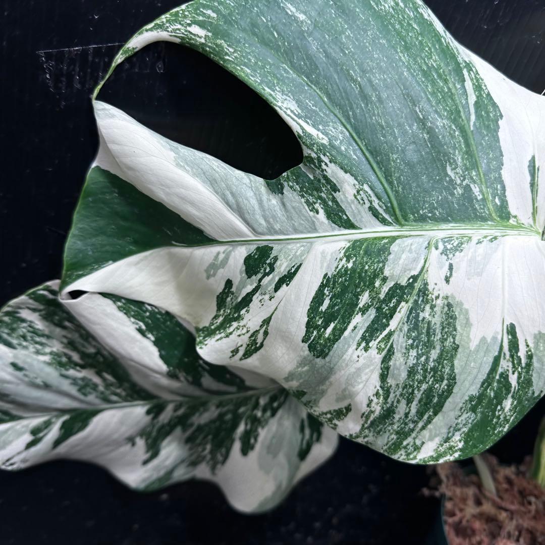 蒼*読様 斑入りモンステラ ホワイトタイガー極美大株48cm白斑多