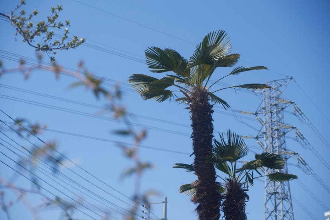 SMC PENTAX-M F1.4 /50mm KマウントL82