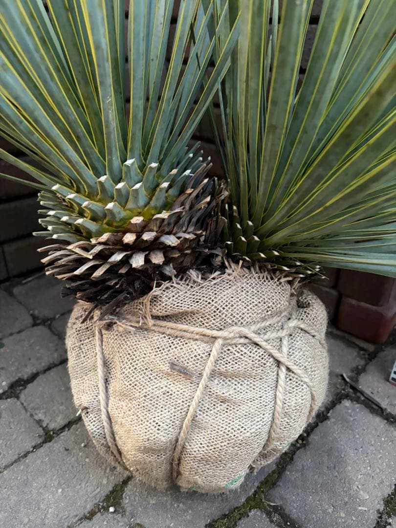 専用 ユッカ　ロストラータ　う