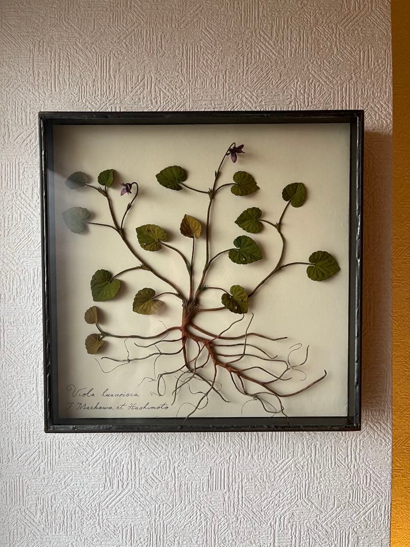 モリソン小林 作品