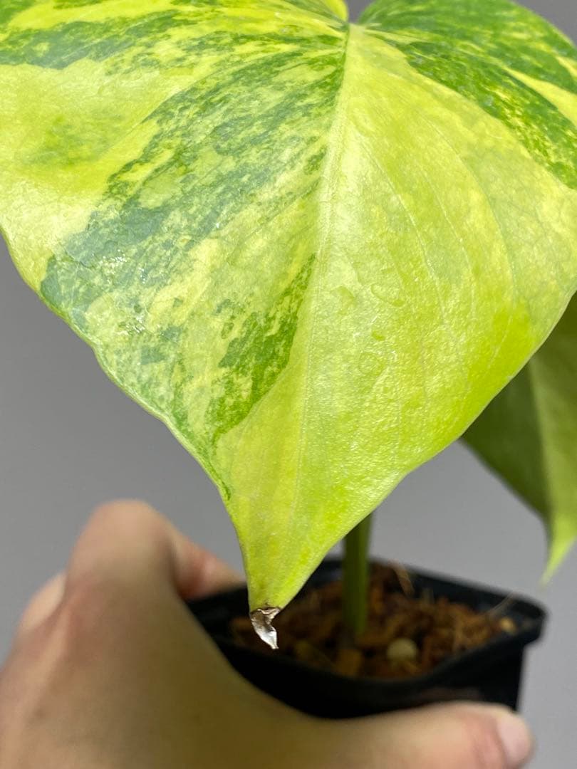 み*ん様 【これは本物です✨】モンステラ　イエローマリリン　黄斑　オーレア　希少