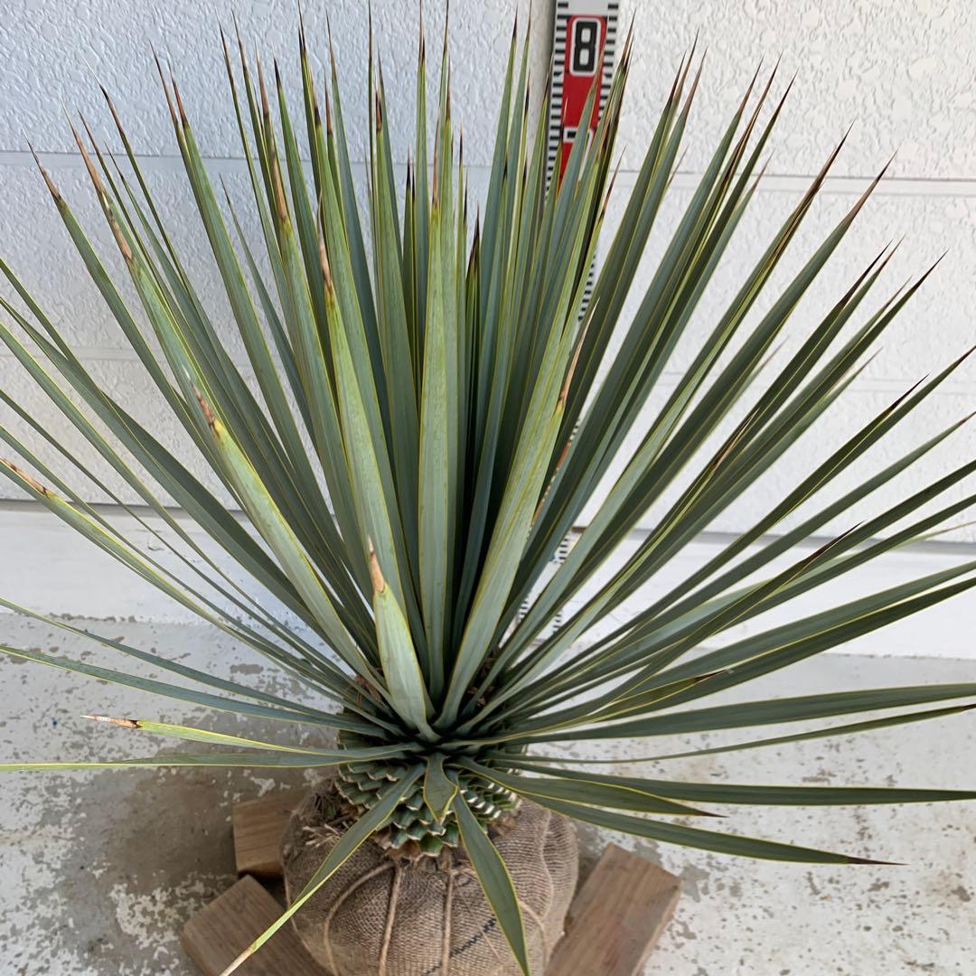 ユッカロストラータ　耐寒性　ドライガーデン　ロックガーデン　28