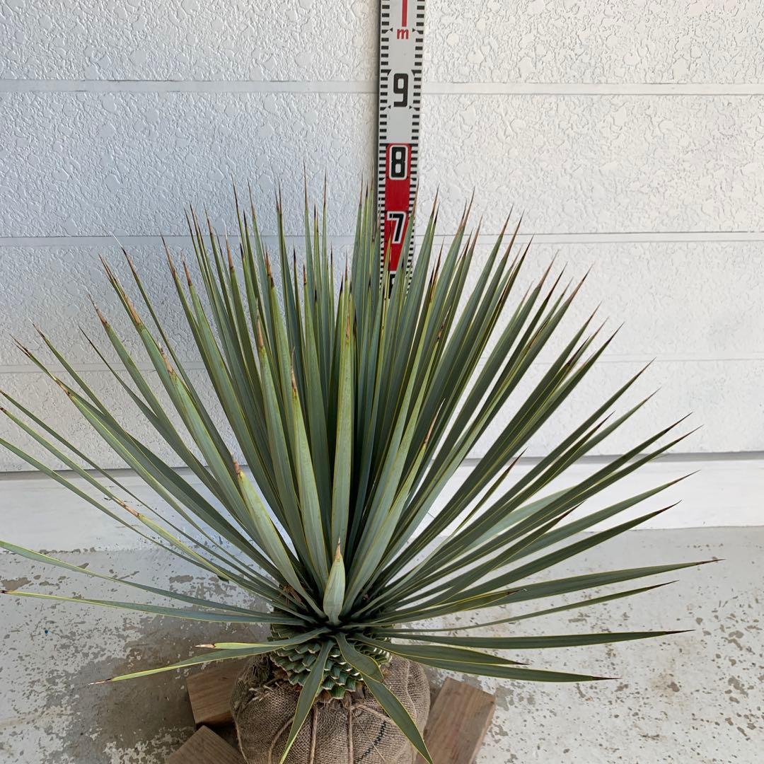 ユッカロストラータ　耐寒性　ドライガーデン　ロックガーデン　28