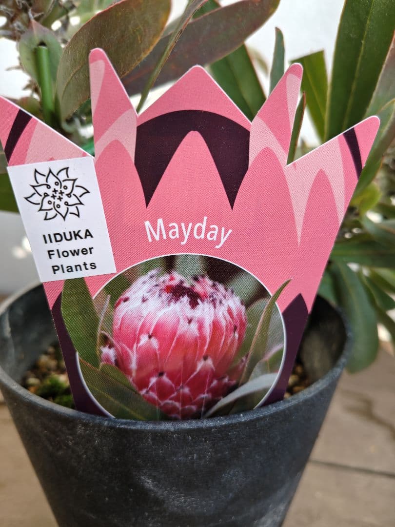 プロテア　メイデイ