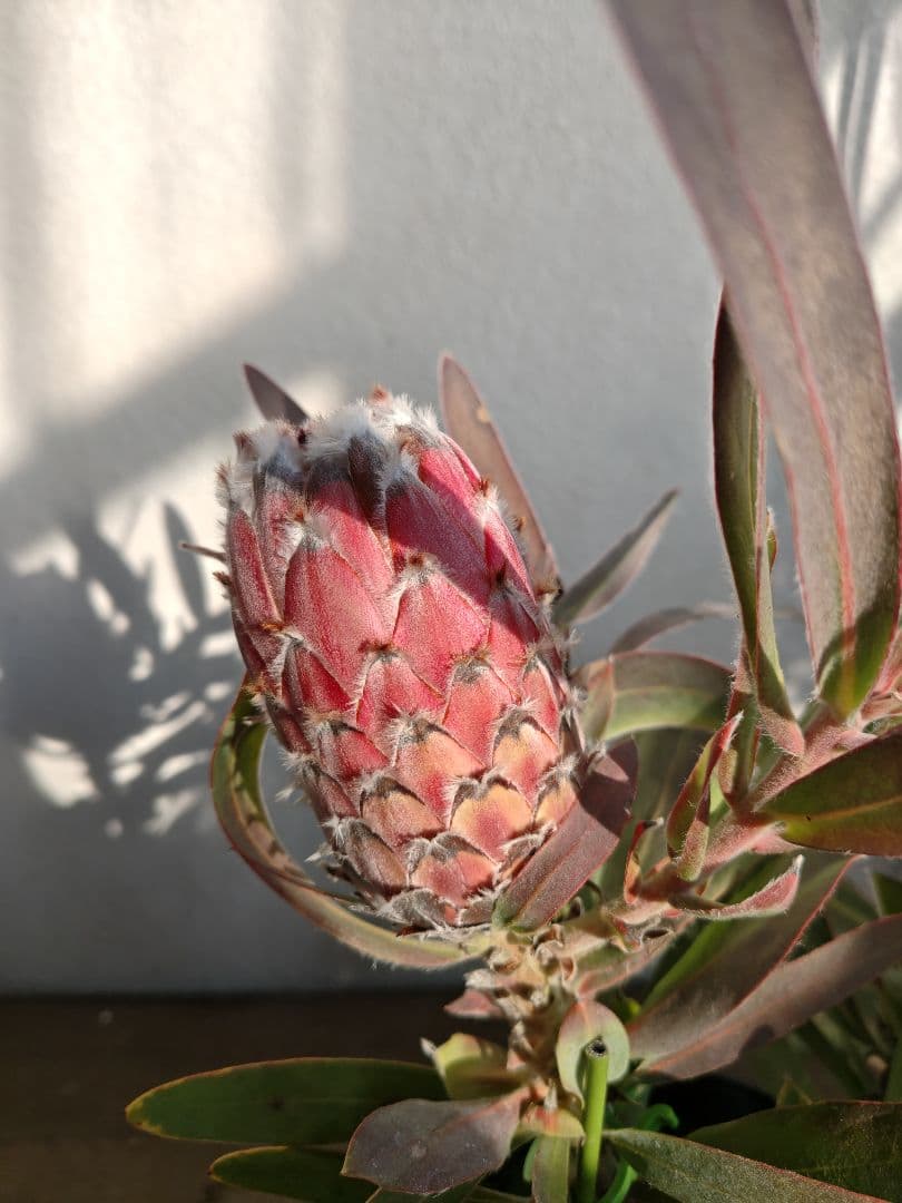 プロテア　メイデイ