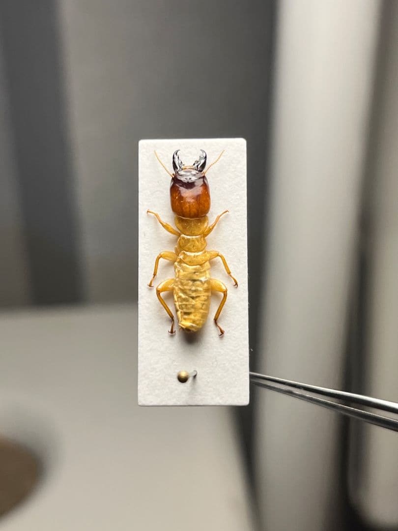 【21mm】オオシロアリ 標本 ゴキブリパラポネラ キバハリアリ ウロコアリ 蟻