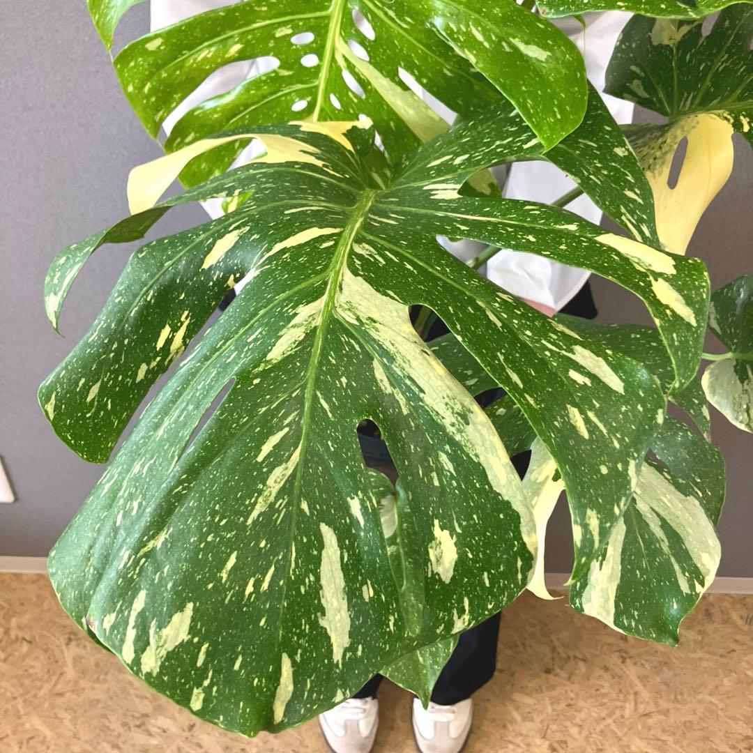 超希少❗️特大❗️超美斑❗️モンステラ　タイコンステレーション✨