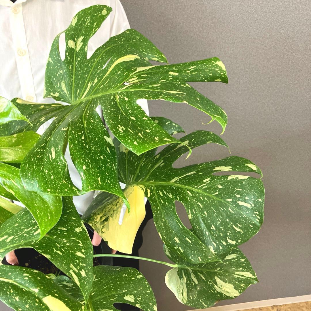 超希少❗️特大❗️超美斑❗️モンステラ　タイコンステレーション✨