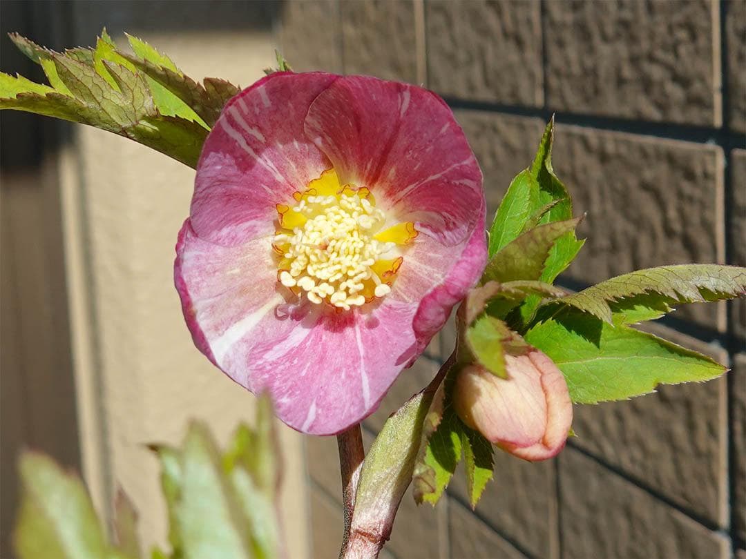 クリスマスローズ ss絞りピンク 親株放出品