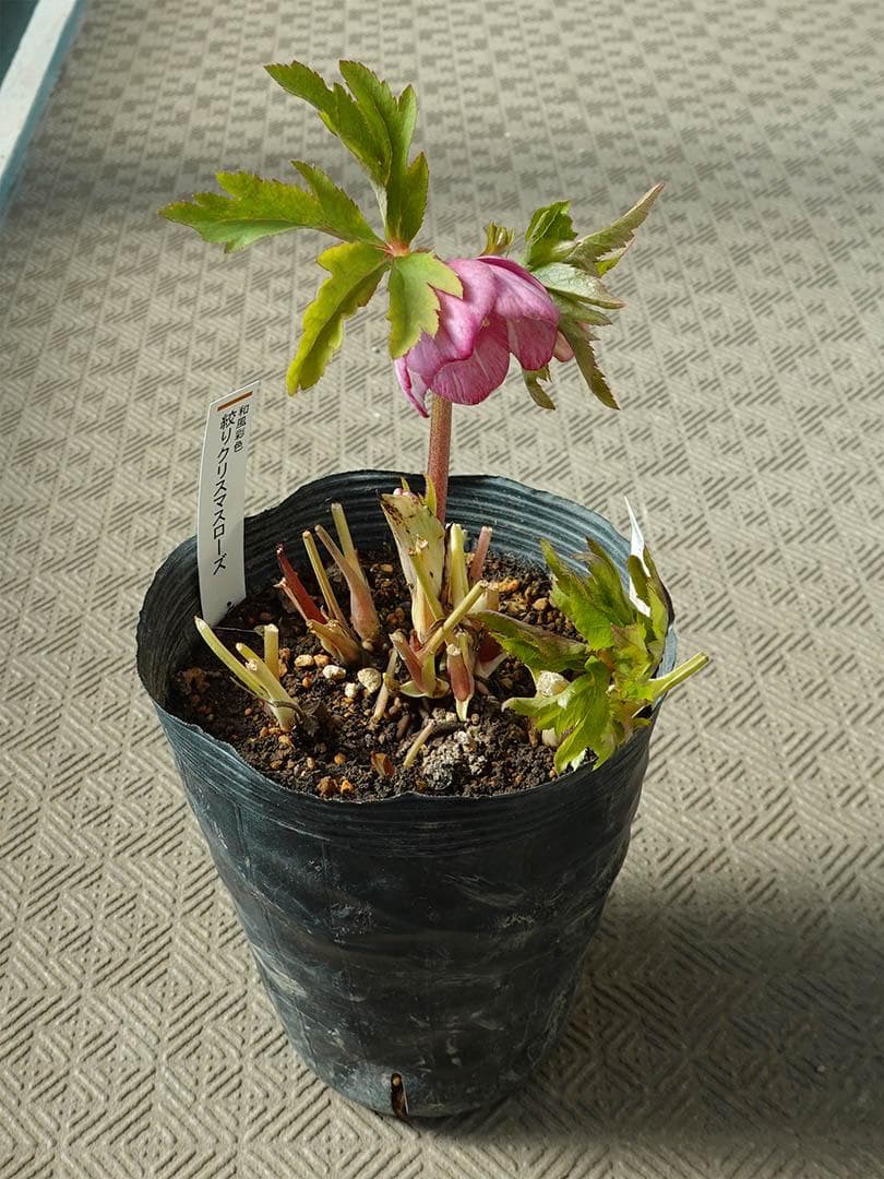 クリスマスローズ ss絞りピンク 親株放出品