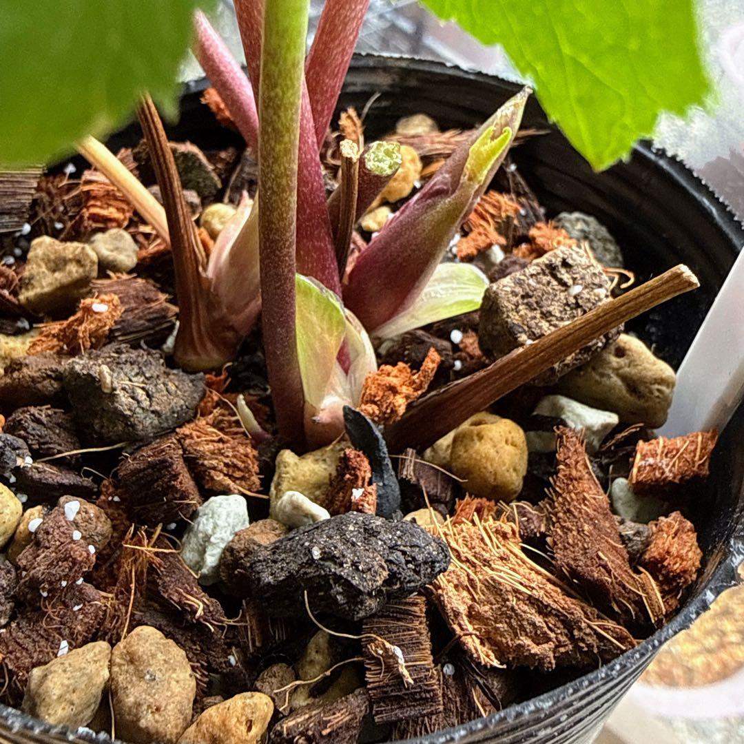 K*i様 ■加藤農園■ 強香 今シーズン株分け クリスマスローズ