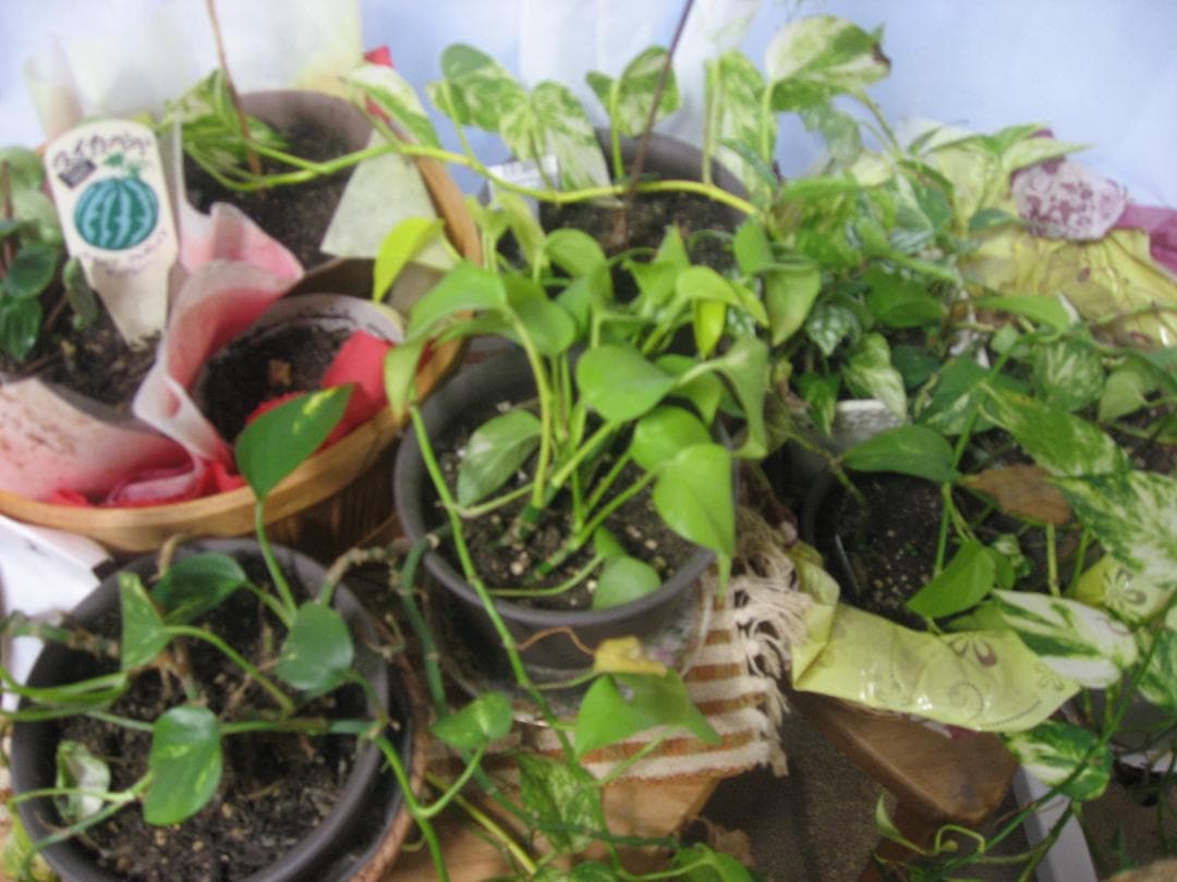 撮影画像あり 訳あり動作品　Canon　IXY DIGITAL　800IS