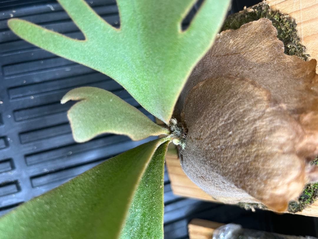 P.wilinckii Omg Nano spore セット　ビカクシダ