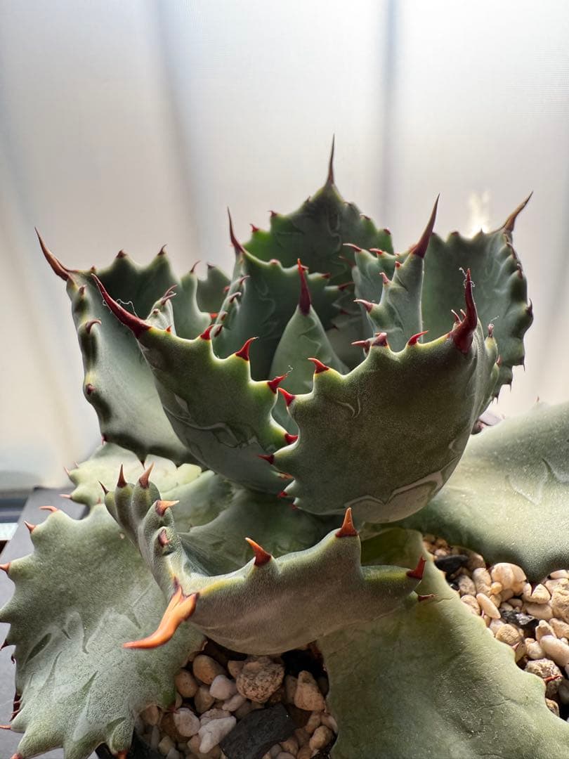 週末限定価格！！アガベ　姫蠍蟹　親株!!イシスメンシス 甲蟹