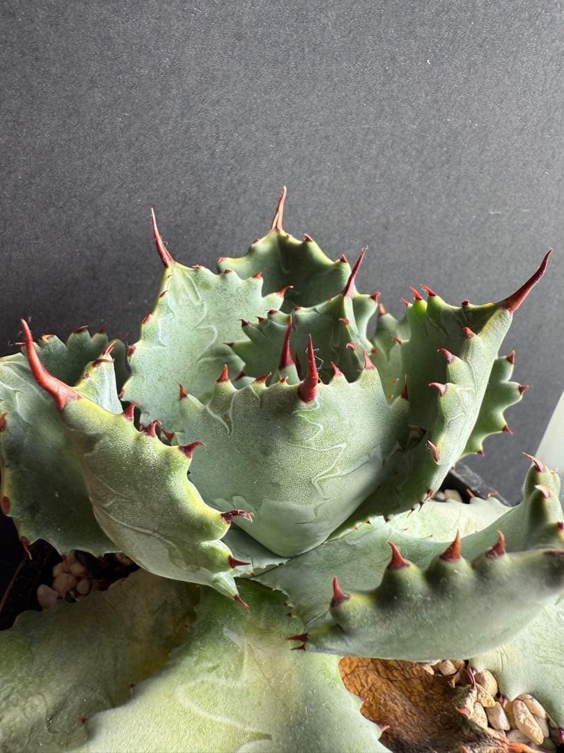 週末限定価格！！アガベ　姫蠍蟹　親株!!イシスメンシス 甲蟹