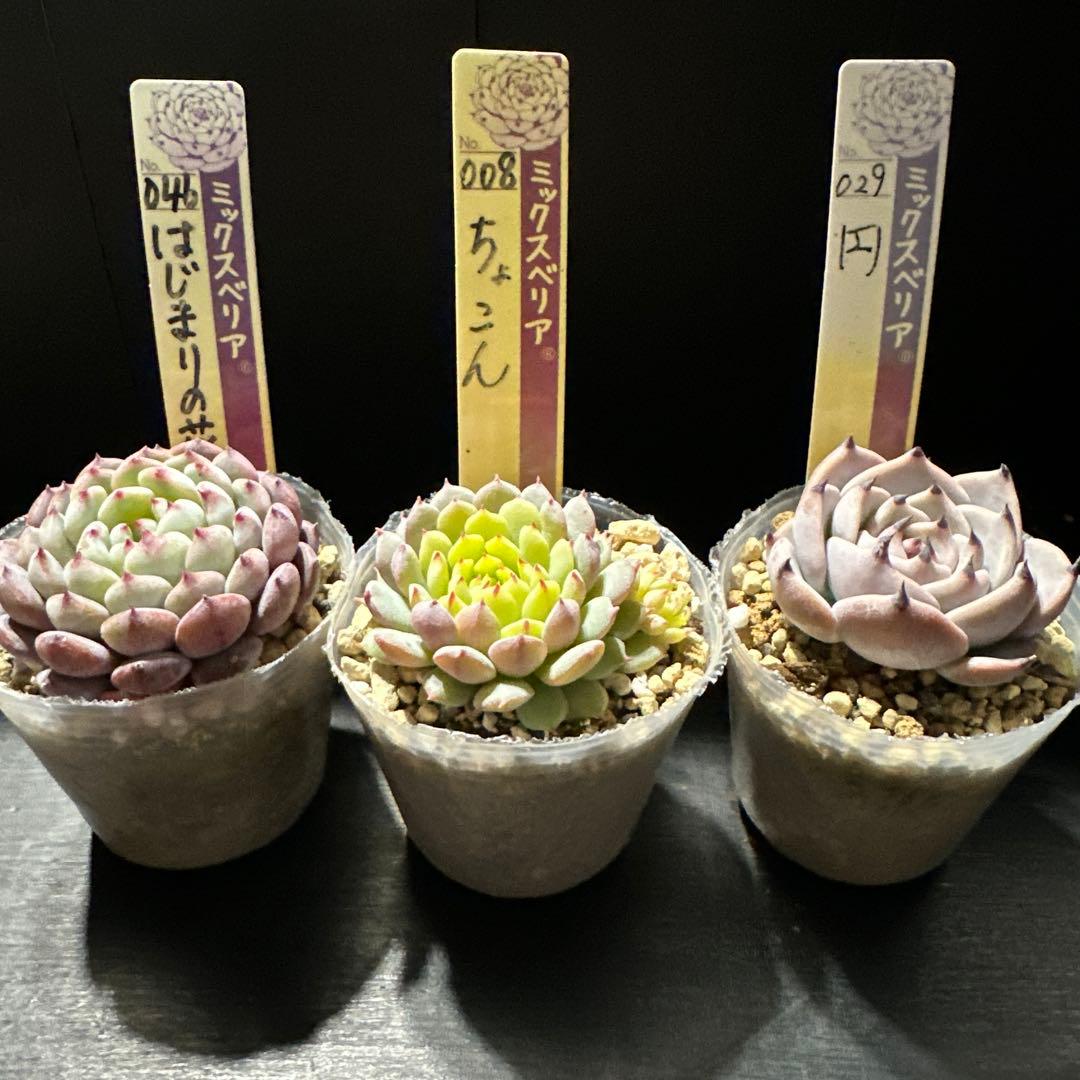 し*ん様 おらいさん苗10点セット　まだまだ成長お楽しみに♡ 札なし