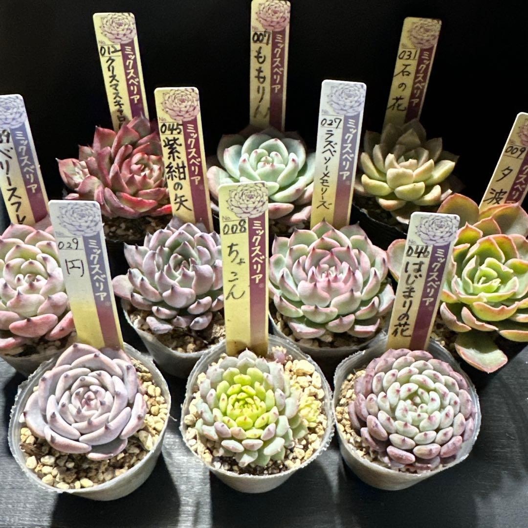 し*ん様 おらいさん苗10点セット　まだまだ成長お楽しみに♡ 札なし