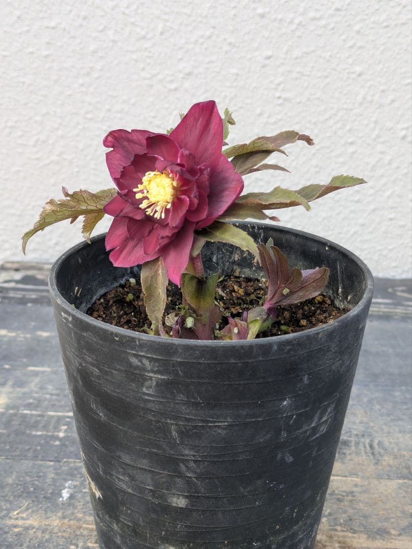 広瀬園芸 クリスマスローズ　ダブル 【ベルベットレッド】 極美個体