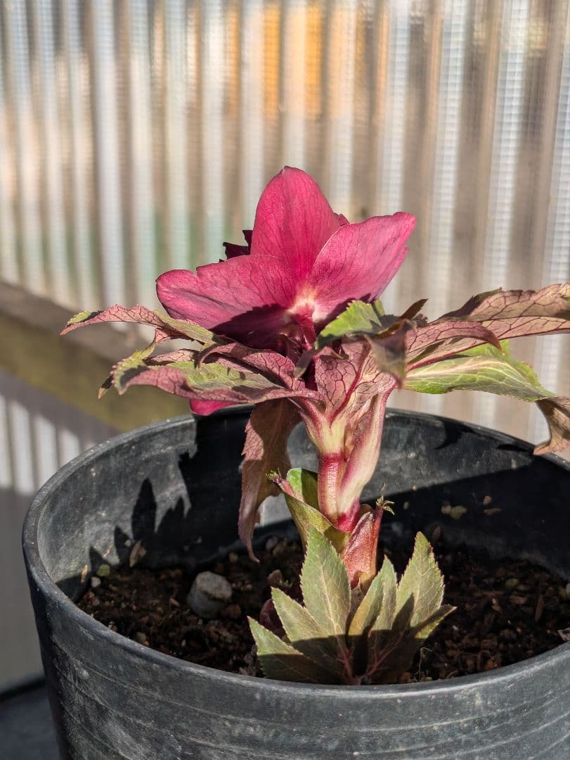 広瀬園芸 クリスマスローズ　ダブル 【ベルベットレッド】 極美個体