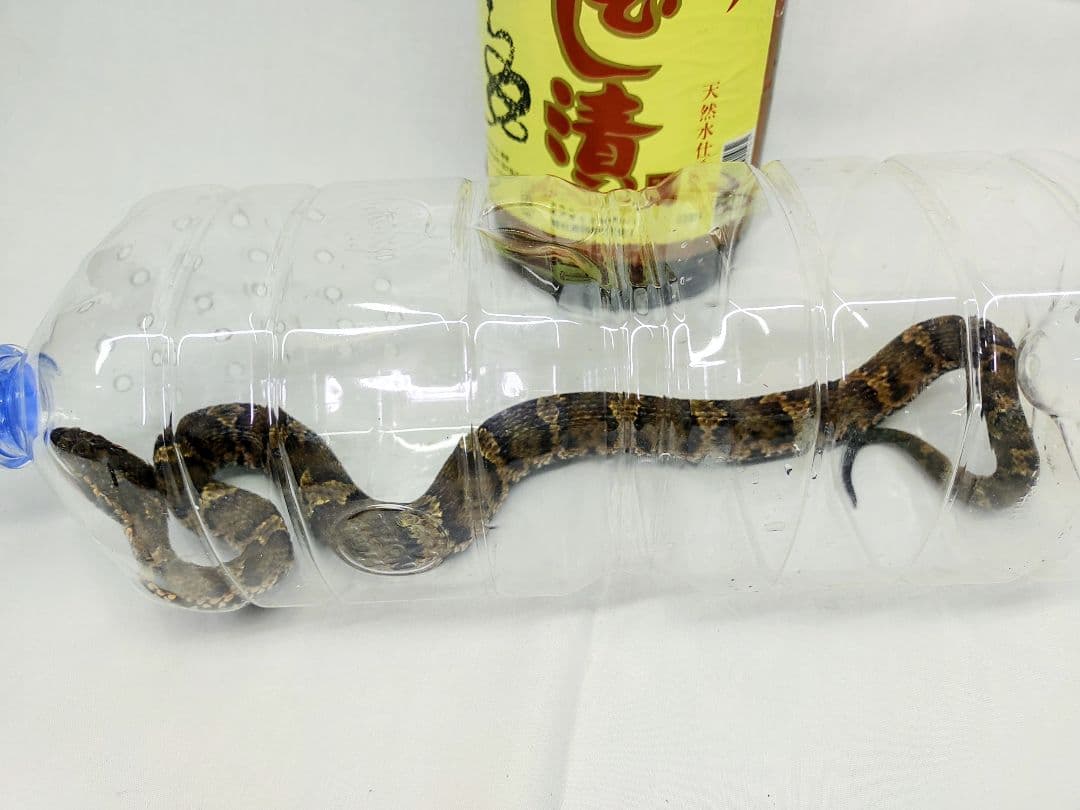 まむし焼酎、マムシ酒、送料込みです