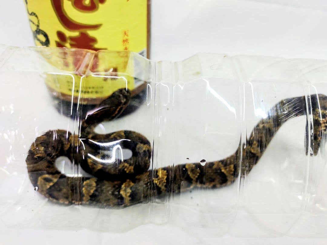 まむし焼酎、マムシ酒、送料込みです