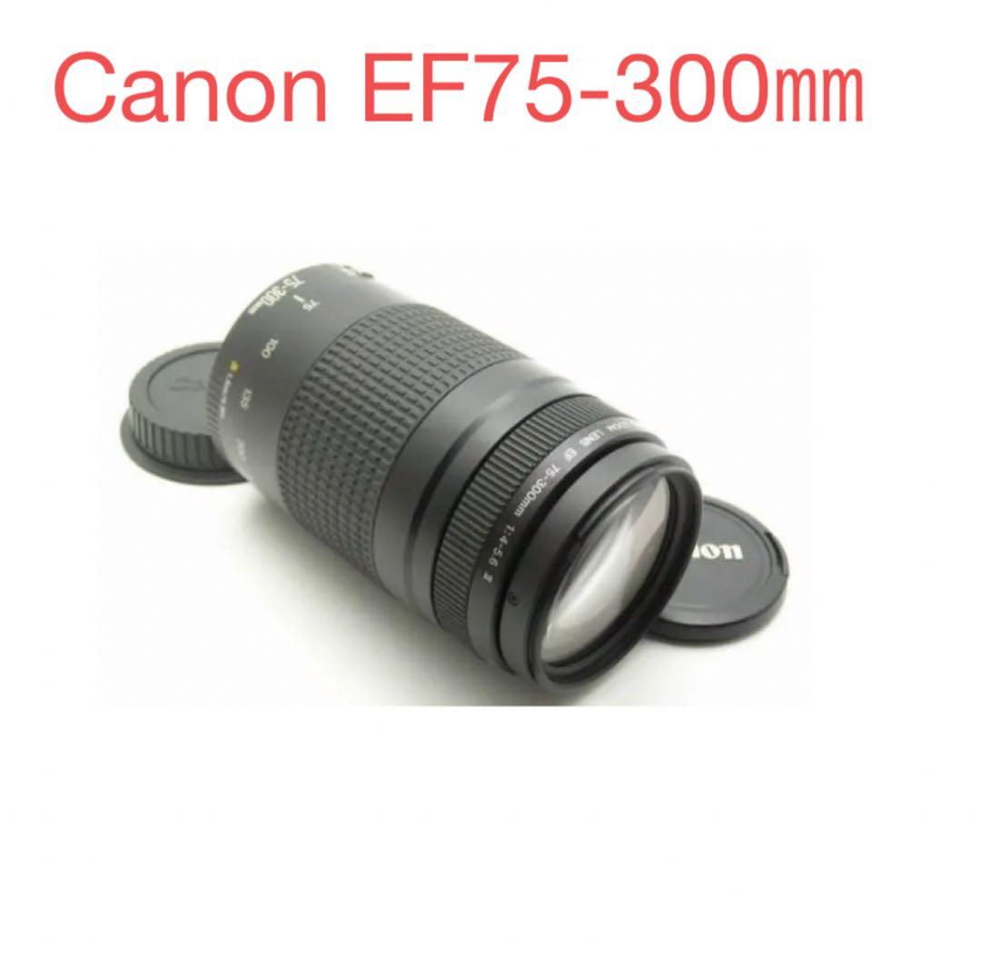 キヤノン/大迫力の300㎜/大望遠レンズ/Canon EF75-300 II
