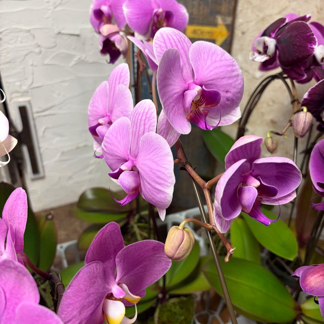 胡蝶蘭　変わり咲き入り　8ポット ファレノプシス