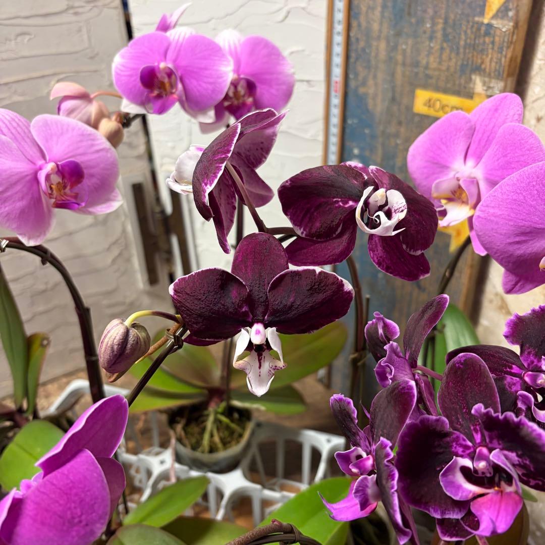 胡蝶蘭　変わり咲き入り　8ポット ファレノプシス