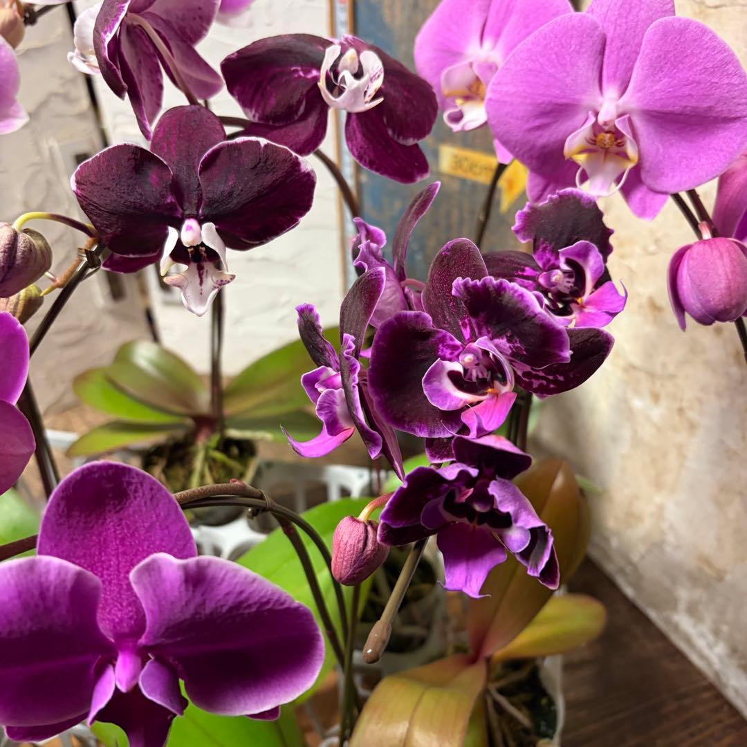 胡蝶蘭　変わり咲き入り　8ポット ファレノプシス