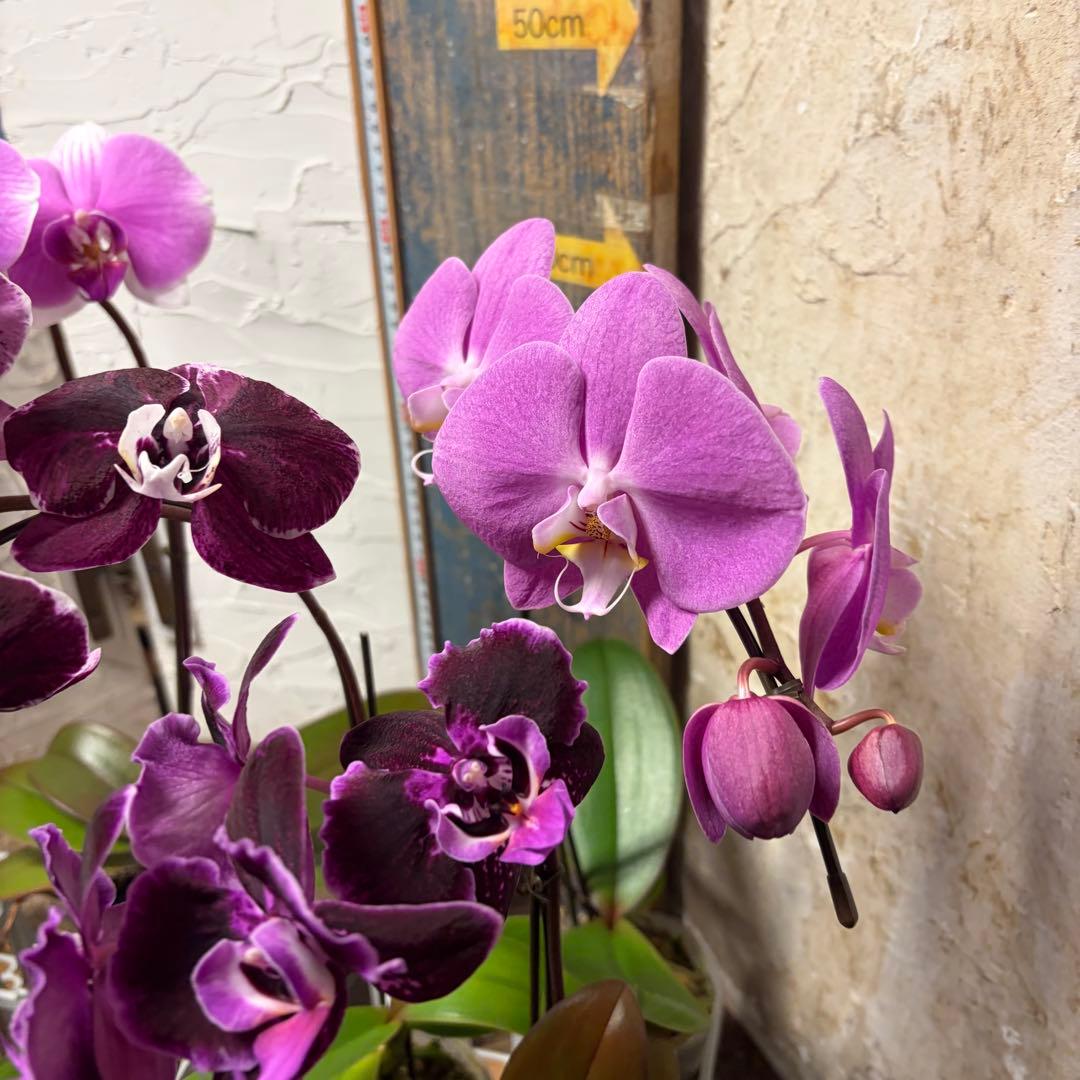 胡蝶蘭　変わり咲き入り　8ポット ファレノプシス