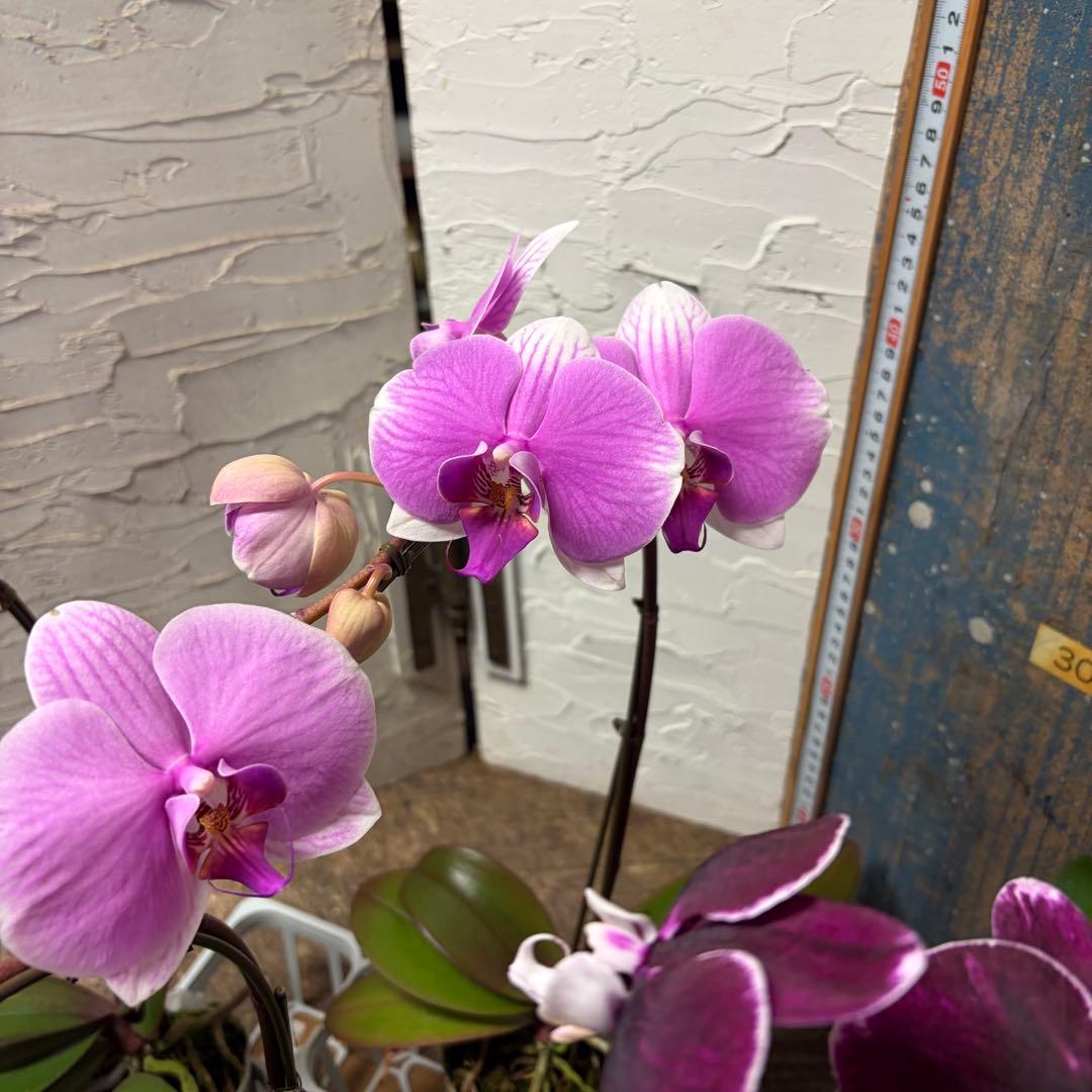 胡蝶蘭　変わり咲き入り　8ポット ファレノプシス