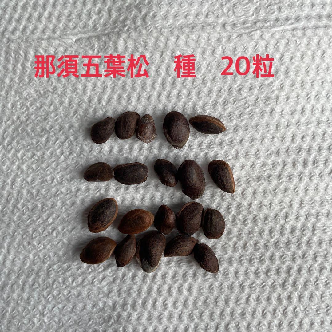 【専用】那須五葉松　種　180粒