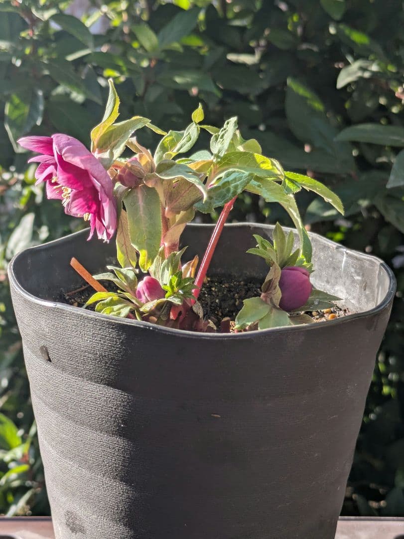 【広瀬園芸】クリスマスローズ　ソレイユ系dd 整形花