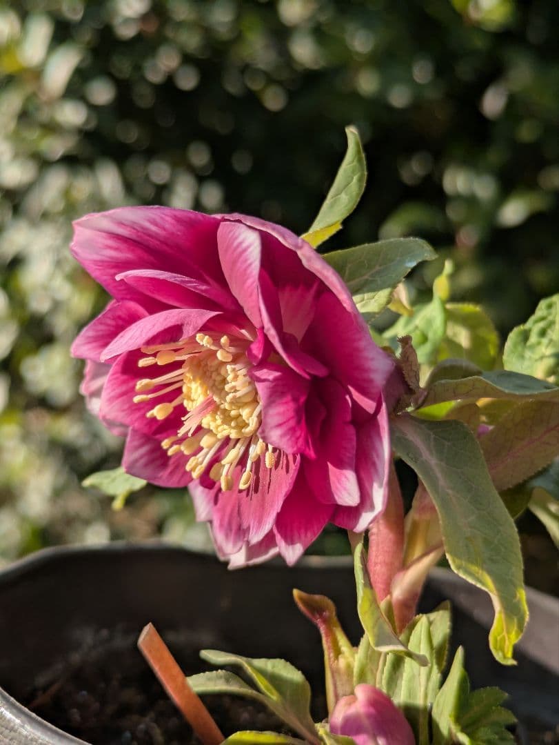 【広瀬園芸】クリスマスローズ　ソレイユ系dd 整形花